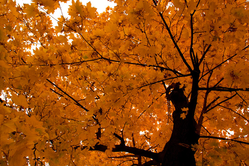 Autumn colour