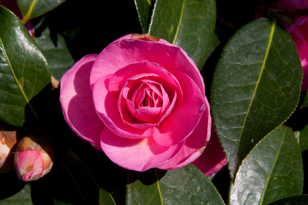 Spring colour