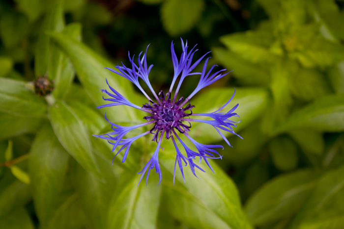 Flower from the garden