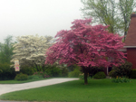 Blossom trees